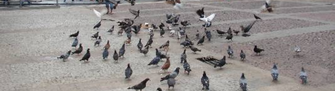 Controle de Pombos sistema Pigeons Out  24 HORAS